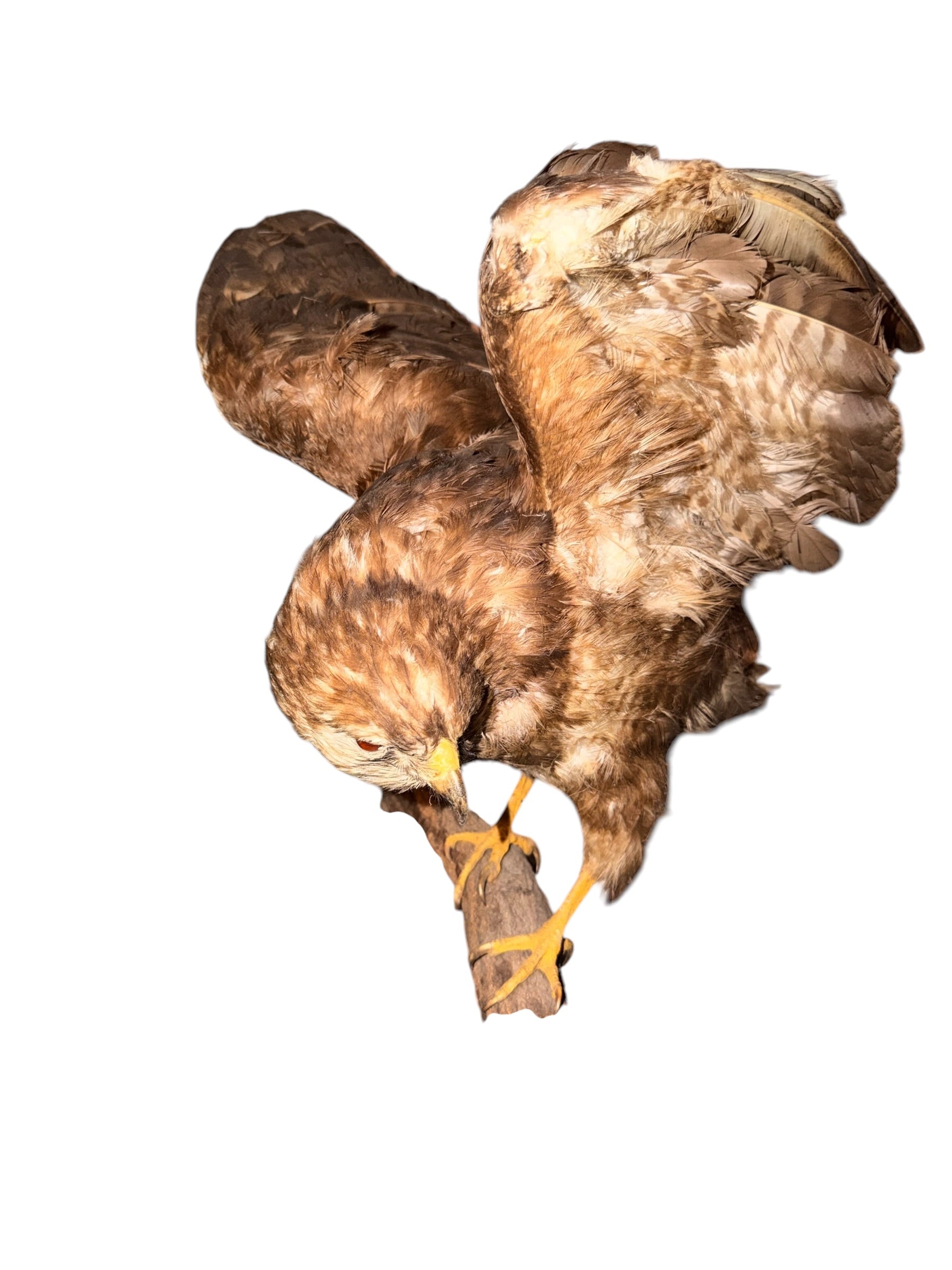 D 2 - Adler Präparat