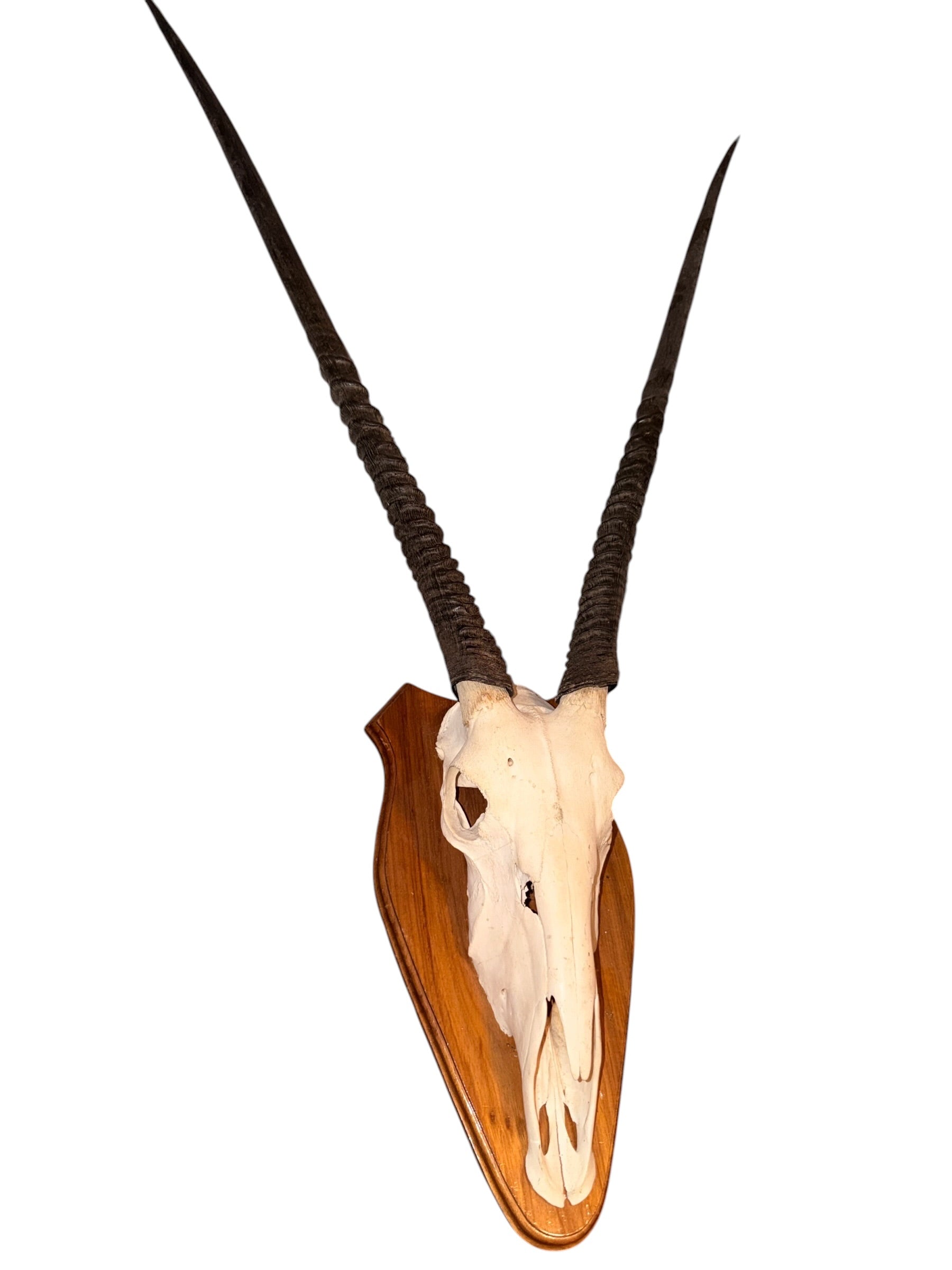 D 1 - oryxantilopen/ Spiessbock Trophäe