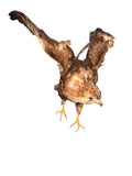 D 2 - Adler Präparat