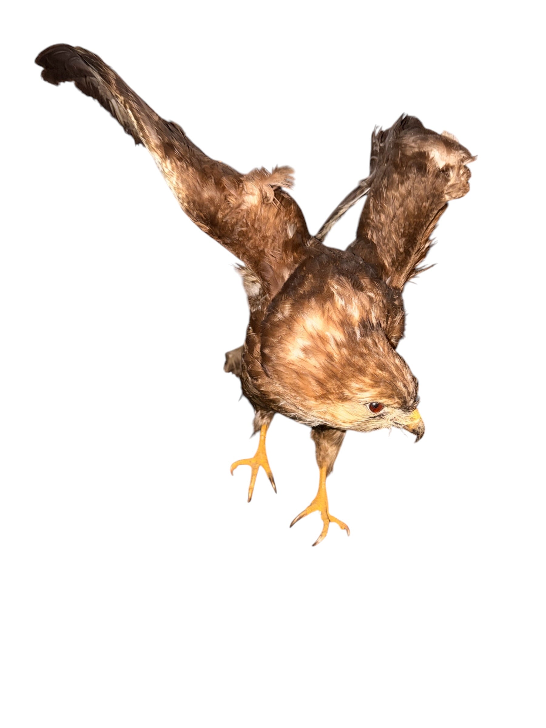 D 2 - Adler Präparat